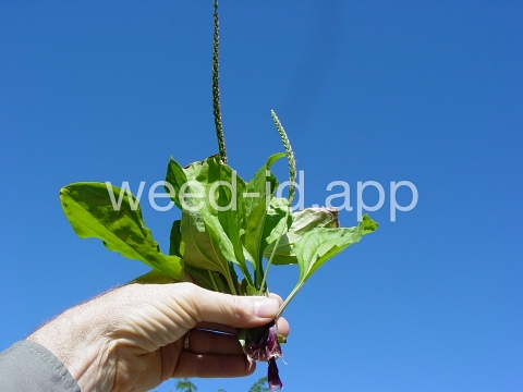 plantain, blackseed